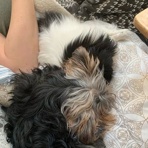 Meet your Posher, Allen